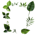 leaf backgroundless vector (3)